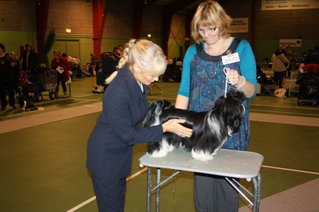 Shih Tzu Danmark